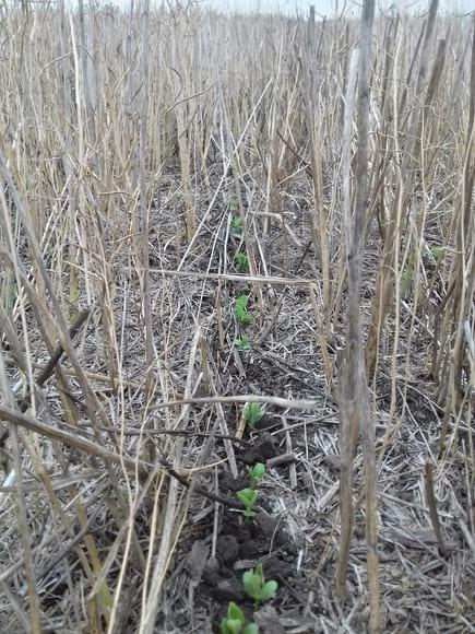 SOJA EMERGIENDO SOBRE COLZA