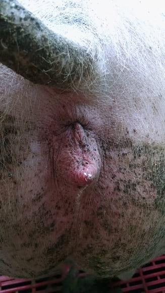 secrecion vaginal