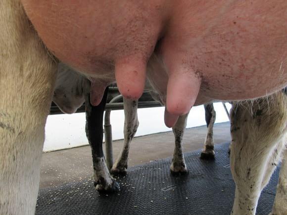 ACCION DEL GEL COW GUARD sobre la piel de pezones