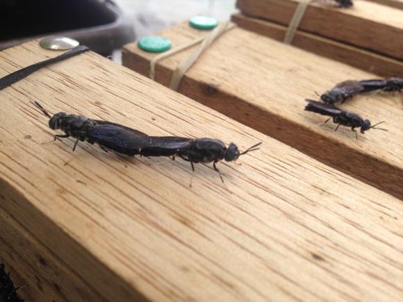 Apareamiento de mosca soldado