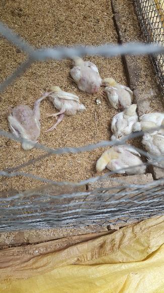 pollos 2