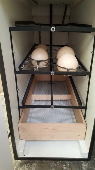 Incubacion de huevo de avestruz