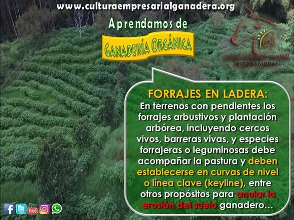 Ganadería Orgánica - P2 Forrajes en Ladera