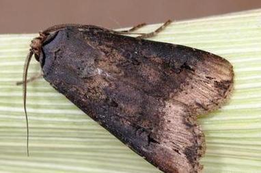 AGrotis ipsilon