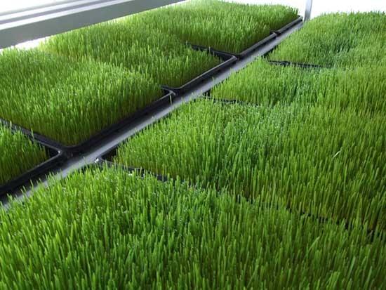 Sistema de forraje verde hidropónicos
