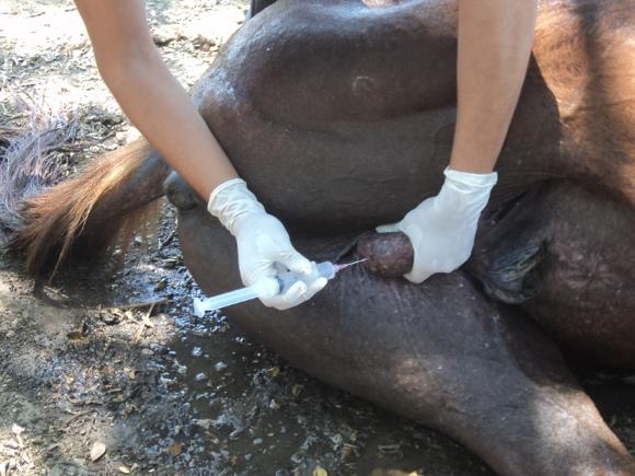 CASTRACION DE UN SEMENTAL EQUINO