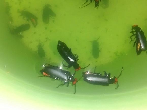 insecto