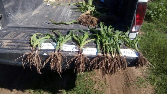 COMPARACION DE FERTILIZACION BASE