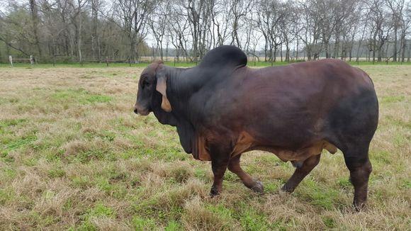 Visita a HK Ranch
