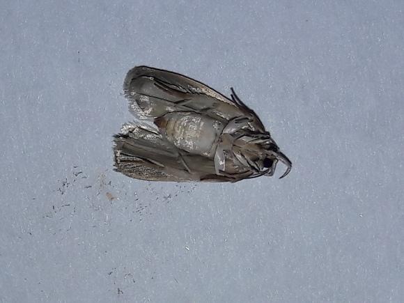Hembra de cerconota sp.