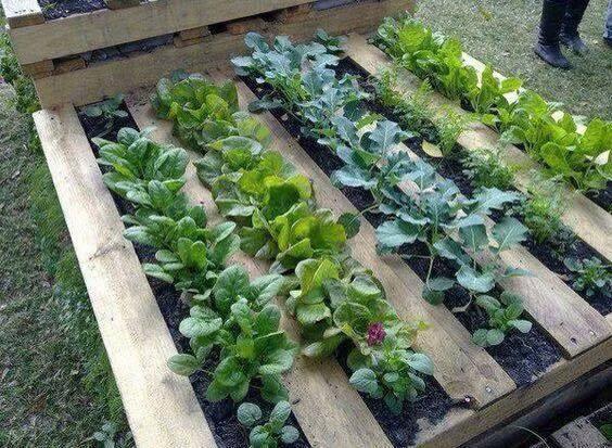 PRODUCTO SANO