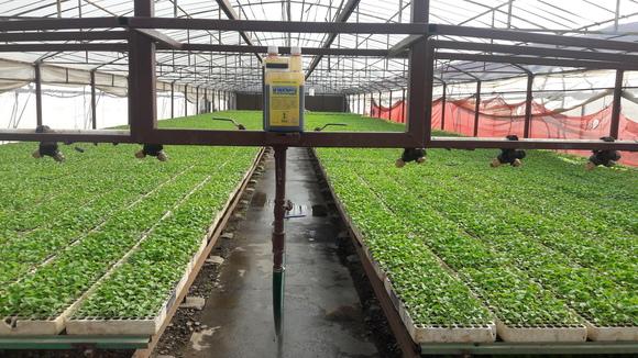 VIUSID   AUMENTA VIGOR   Y SUPCEPTIBILIDAD A VIROSIS