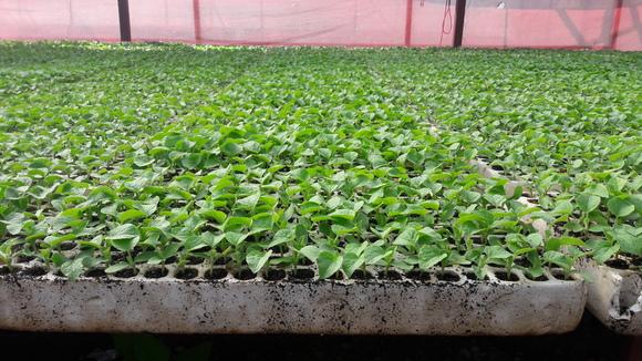 PLANTULAS DE  MELON  CON APLICACION DE  VIUSID
