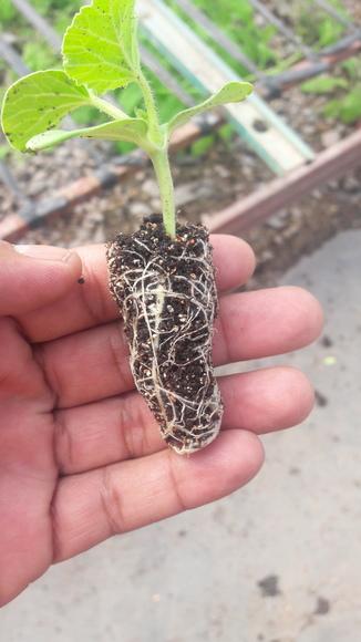 PLANTULA DE MELON  CON  VIUSID EN  INVERNADERO