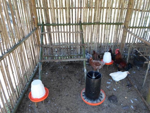 Gallinero rustico de Bambu