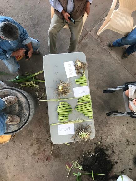 Secciones de tejido de planta de maiz