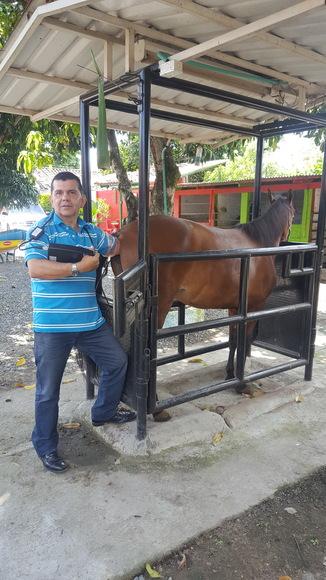 Yegua criolla en ecografía