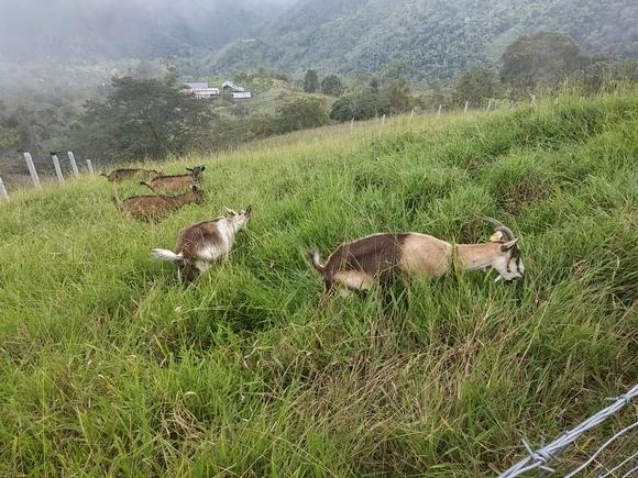potreros de cabras lecheras