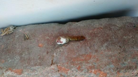 Excreta.....