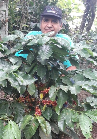 Cafeto de la variedad Sarchimor 1669