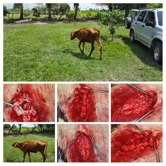 Cirugía hernia en ternera