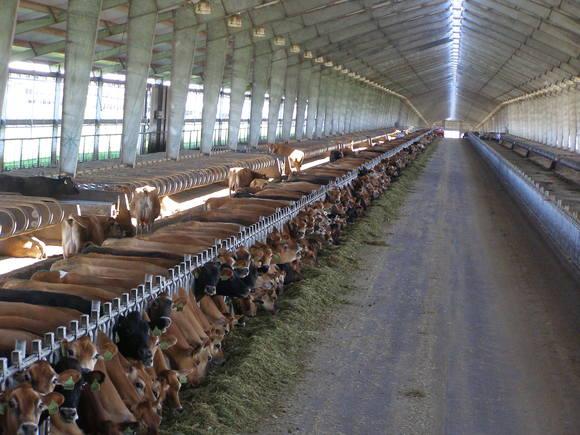 Columbia River Dairy