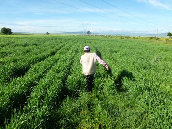 Granos finos en Agricultura de Conservación