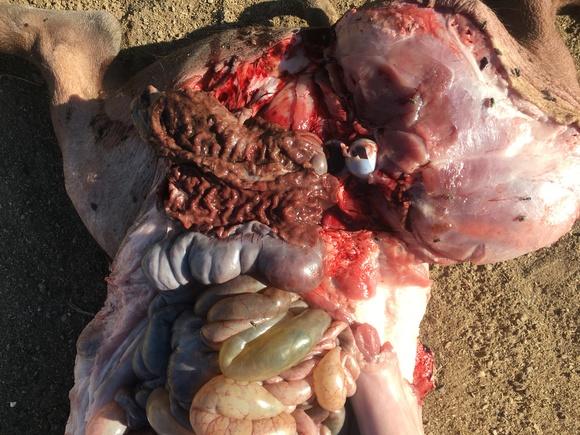 Ileitis porcina en cerdo Ibérico