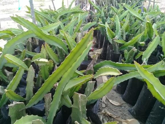 www.agriperia - plantones de pytahaya