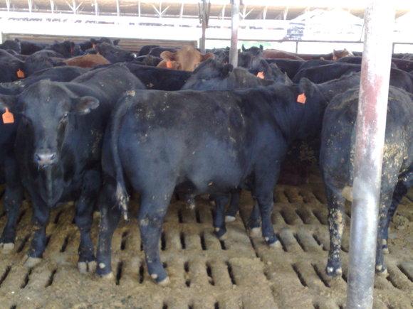Feedlot
