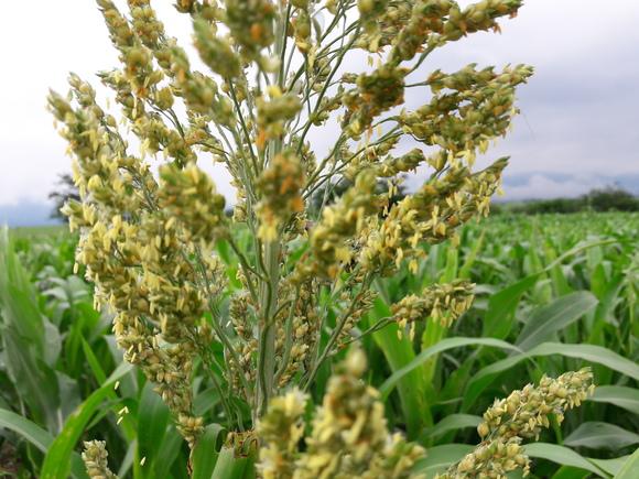 SORGO