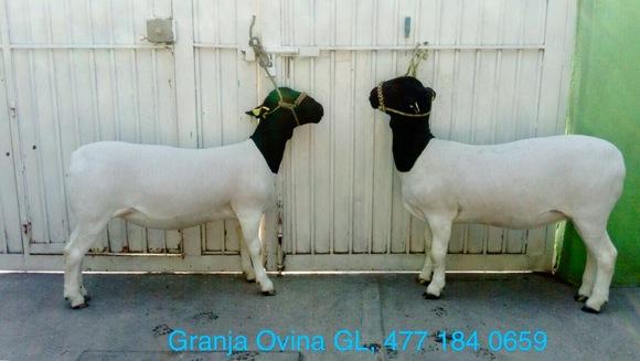 Vientres Dorper 6 meses de edad