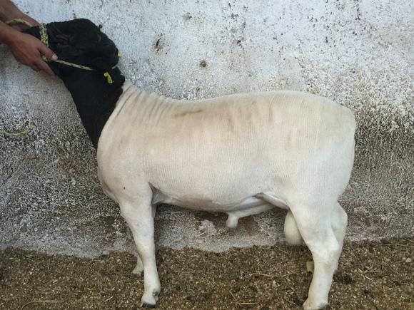 Cordero Dorper 15/16