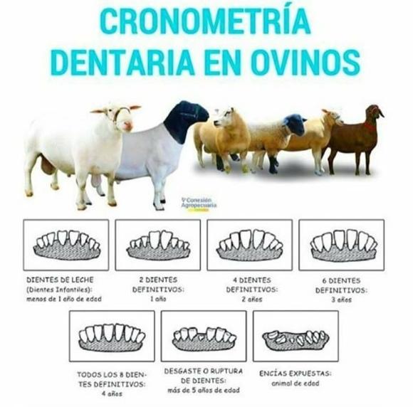 identificación de paletas y edad
