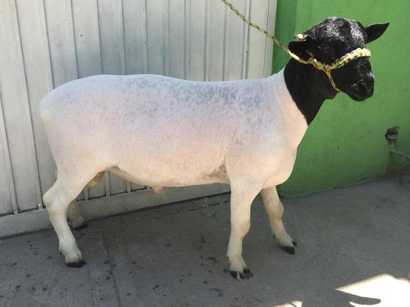Manejo de Corderos