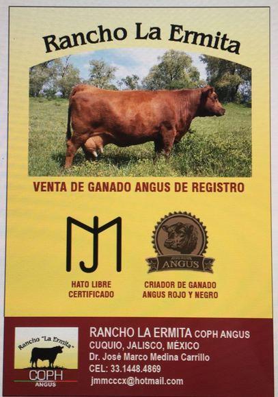 COPH Angus