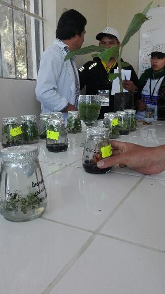 Cultivos in vitro
