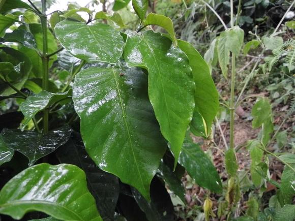 Ahora el verde es más verde
