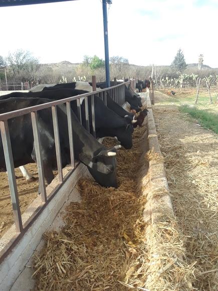 Nutrición, ganado criollo en el semi desierto.
