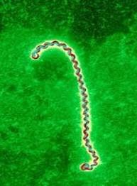 Leptospira spp