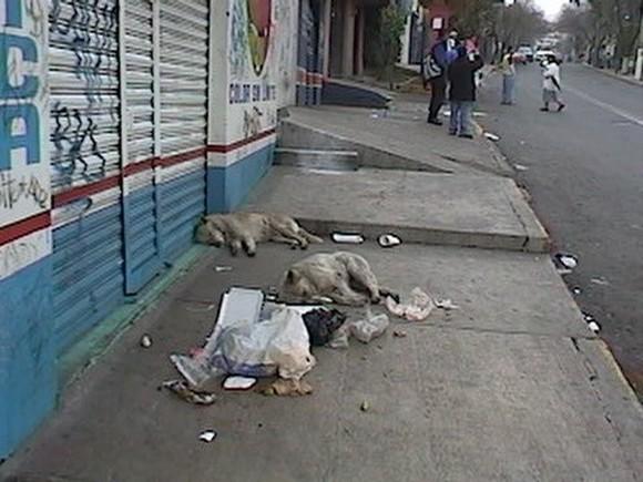 Animales callejeros
