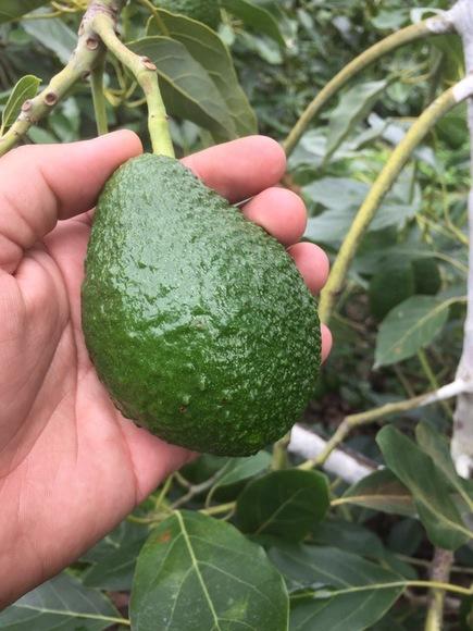 Aguacate de Viusid Agro