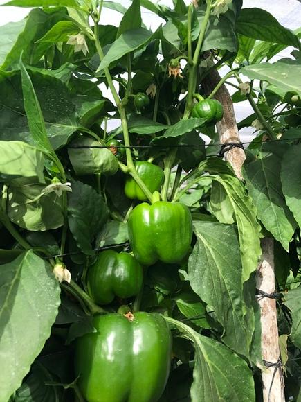 BELL  PEPPER CON  VIUSID AGRO