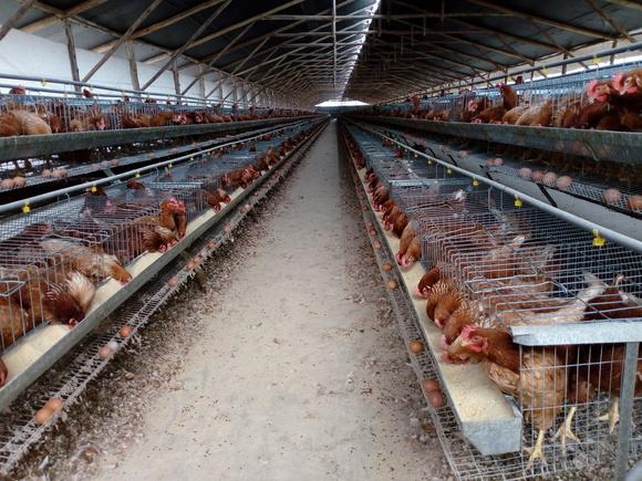 Gallinas ponedoras en producción