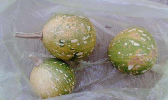 Calabacilla de monte (Cucurbita foetidissima), INTOXICACIÓN POR NITRATOS EN BOVINOS