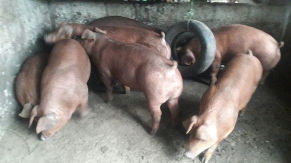 DUROC