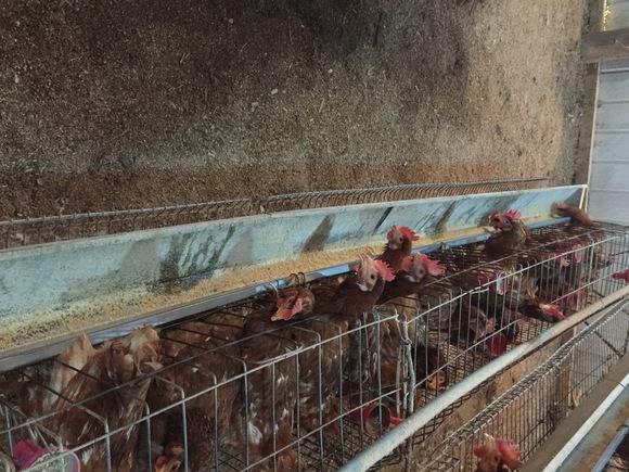 vomitos de gallinas