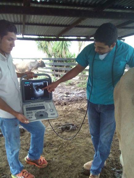 Imagen de gestacion , 50 dias post IATF