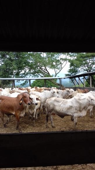Ganado brahman haciendia el cielo