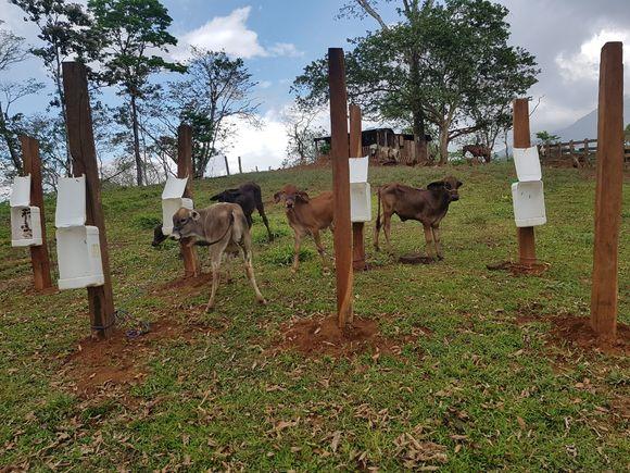Iniciando alimentacion a base de concentrado en terneras de inseminacion a 2 ,meses de nacidas